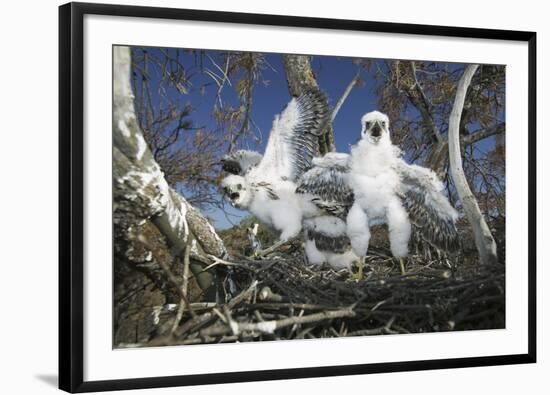 Cooper's Hawk-DLILLC-Framed Photographic Print