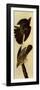 Cooper's Hawks-John James Audubon-Framed Giclee Print
