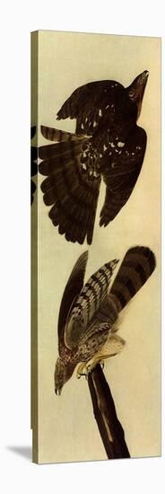 Cooper's Hawks-John James Audubon-Stretched Canvas