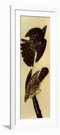 Cooper's Hawks-John James Audubon-Framed Giclee Print