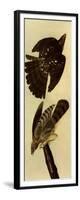 Cooper's Hawks-John James Audubon-Framed Giclee Print