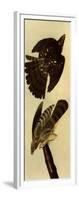 Cooper's Hawks-John James Audubon-Framed Giclee Print