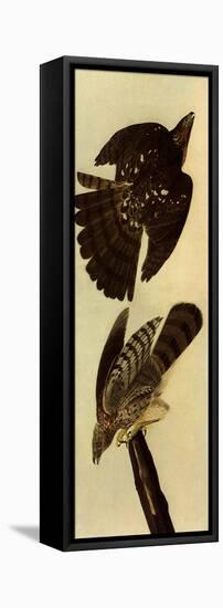 Cooper's Hawks-John James Audubon-Framed Stretched Canvas