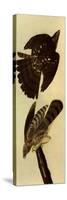 Cooper's Hawks-John James Audubon-Stretched Canvas