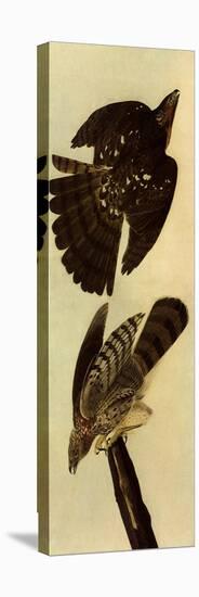 Cooper's Hawks-John James Audubon-Stretched Canvas