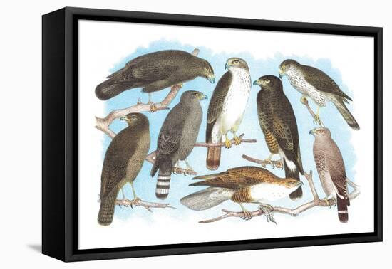 Coopers, Grubers, Harlan and Harris Buzzards, and Chicken Hawk-Theodore Jasper-Framed Stretched Canvas