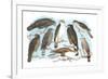 Coopers, Grubers, Harlan and Harris Buzzards, and Chicken Hawk-Theodore Jasper-Framed Premium Giclee Print