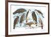 Coopers, Grubers, Harlan and Harris Buzzards, and Chicken Hawk-Theodore Jasper-Framed Premium Giclee Print