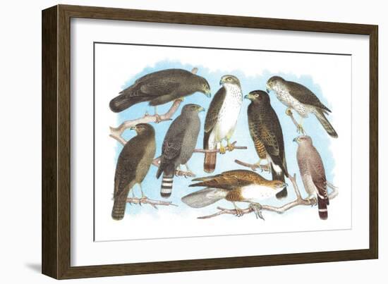 Coopers, Grubers, Harlan and Harris Buzzards, and Chicken Hawk-Theodore Jasper-Framed Art Print