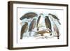 Coopers, Grubers, Harlan and Harris Buzzards, and Chicken Hawk-Theodore Jasper-Framed Art Print