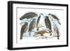 Coopers, Grubers, Harlan and Harris Buzzards, and Chicken Hawk-Theodore Jasper-Framed Art Print