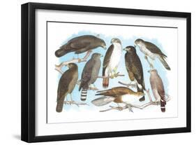 Coopers, Grubers, Harlan and Harris Buzzards, and Chicken Hawk-Theodore Jasper-Framed Art Print