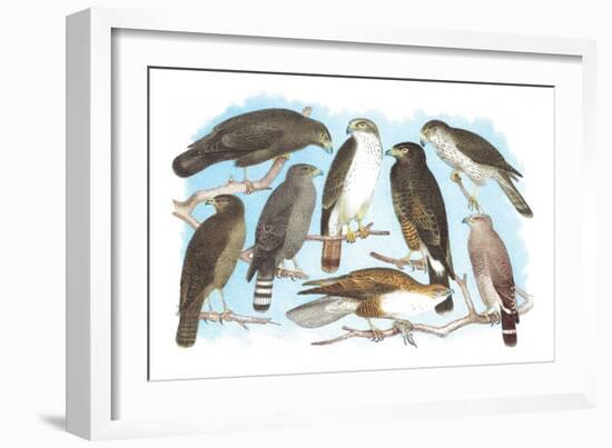 Coopers, Grubers, Harlan and Harris Buzzards, and Chicken Hawk-Theodore Jasper-Framed Art Print