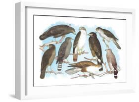 Coopers, Grubers, Harlan and Harris Buzzards, and Chicken Hawk-Theodore Jasper-Framed Art Print