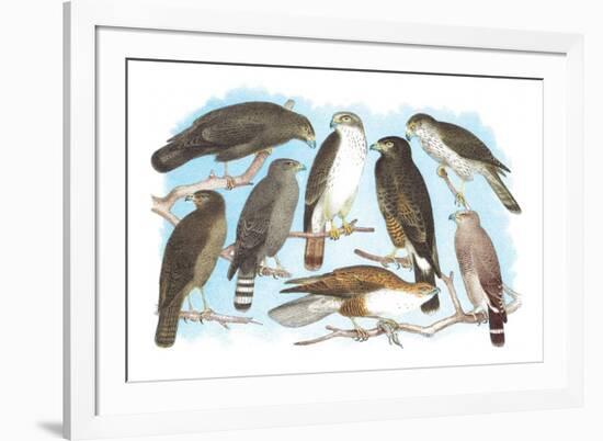 Coopers, Grubers, Harlan and Harris Buzzards, and Chicken Hawk-Theodore Jasper-Framed Art Print