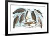 Coopers, Grubers, Harlan and Harris Buzzards, and Chicken Hawk-Theodore Jasper-Framed Art Print