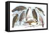 Coopers, Grubers, Harlan and Harris Buzzards, and Chicken Hawk-Theodore Jasper-Framed Stretched Canvas