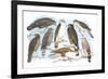 Coopers, Grubers, Harlan and Harris Buzzards, and Chicken Hawk-Theodore Jasper-Framed Art Print