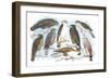 Coopers, Grubers, Harlan and Harris Buzzards, and Chicken Hawk-Theodore Jasper-Framed Art Print