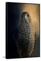 Coopers Hawk at Sunset-Jai Johnson-Framed Stretched Canvas