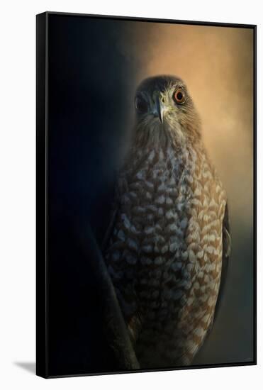 Coopers Hawk at Sunset-Jai Johnson-Framed Stretched Canvas