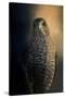 Coopers Hawk at Sunset-Jai Johnson-Stretched Canvas