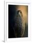 Coopers Hawk at Sunset-Jai Johnson-Framed Giclee Print