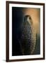 Coopers Hawk at Sunset-Jai Johnson-Framed Giclee Print