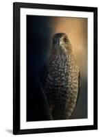 Coopers Hawk at Sunset-Jai Johnson-Framed Giclee Print