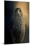 Coopers Hawk at Sunset-Jai Johnson-Mounted Giclee Print