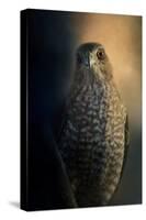 Coopers Hawk at Sunset-Jai Johnson-Stretched Canvas