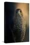 Coopers Hawk at Sunset-Jai Johnson-Stretched Canvas