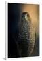 Coopers Hawk at Sunset-Jai Johnson-Framed Giclee Print