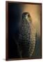 Coopers Hawk at Sunset-Jai Johnson-Framed Giclee Print