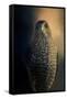 Coopers Hawk at Sunset-Jai Johnson-Framed Stretched Canvas