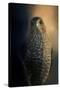 Coopers Hawk at Sunset-Jai Johnson-Stretched Canvas