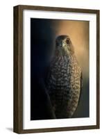 Coopers Hawk at Sunset-Jai Johnson-Framed Giclee Print