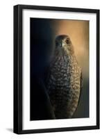 Coopers Hawk at Sunset-Jai Johnson-Framed Premium Giclee Print