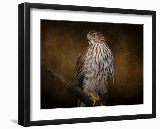 Coopers Hawk Portrait 1-Jai Johnson-Framed Giclee Print