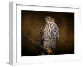 Coopers Hawk Portrait 1-Jai Johnson-Framed Giclee Print