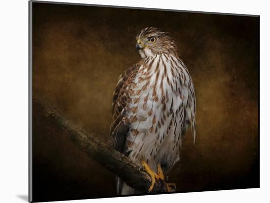 Coopers Hawk Portrait 1-Jai Johnson-Mounted Giclee Print