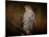 Coopers Hawk Portrait 1-Jai Johnson-Mounted Giclee Print