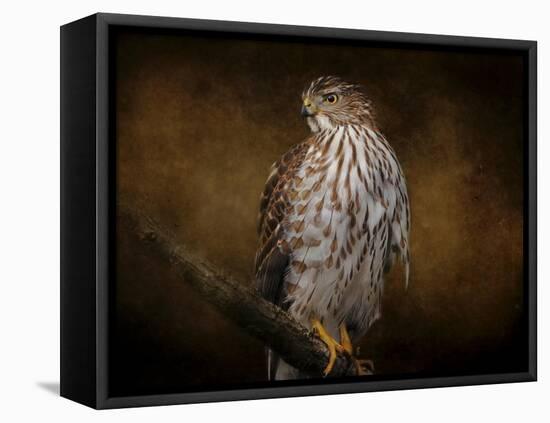 Coopers Hawk Portrait 1-Jai Johnson-Framed Stretched Canvas