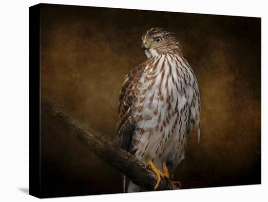 Coopers Hawk Portrait 1-Jai Johnson-Stretched Canvas