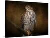 Coopers Hawk Portrait 1-Jai Johnson-Stretched Canvas