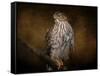 Coopers Hawk Portrait 1-Jai Johnson-Framed Stretched Canvas