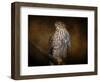 Coopers Hawk Portrait 1-Jai Johnson-Framed Premium Giclee Print