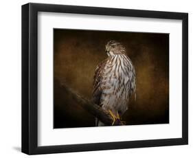 Coopers Hawk Portrait 1-Jai Johnson-Framed Premium Giclee Print