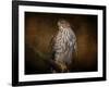 Coopers Hawk Portrait 1-Jai Johnson-Framed Giclee Print