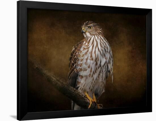 Coopers Hawk Portrait 1-Jai Johnson-Framed Giclee Print